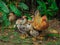 The Heartwarming Story Between A Chicken and His Loving Chicks