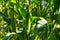 Hearty Cornfield Close-Up: Healthy Corn Cob Amidst Lush Green Forage, Spotlight on Monoculture