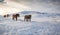 Hearty Icelandic horses walk across meadow of snow in Winter.