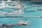 A heat of freestyle swimmers racing at a swim meet