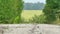 Heat haze and mirage over abandoned road surrounded by green trees on hot summer day