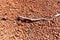 Heat-seared plant root on hot, lifeless orange shoreline rocks, Ibiza, Balearic Islands, Spain