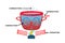 Heat transfer. Convection currents labeled diagram.