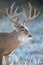 Heat from whitetail buck steaming off of his fur