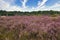 Heath bloom in the LÃ¼neburg Heath