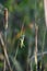 Heath bush cricket