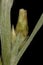 Heath Cudweed Omalotheca sylvatica. Ancillary Capitula Closeup