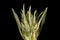 Heath Cudweed Omalotheca sylvatica. Inflorescence Apex Closeup