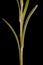 Heath Cudweed Omalotheca sylvatica. Stem and Leaves Closeup