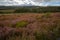 Heath field with collorfull purple, green and orange landscape