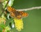 Heath fritillary butterfly on the catkin tree