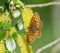 Heath fritillary butterfly on the catkin tree