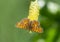 Heath fritillary butterfly on the catkin tree