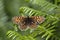 Heath fritillary butterfly, Melitaea athalia