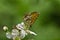 Heath fritillary butterfly, Melitaea athalia