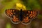 Heath fritillary Melitaea athalia butterfly,