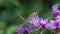 Heath fritillary (Melitaea athalia) butterfly is on a brown knapweed flower