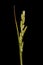 Heath Grass (Danthonia decumbens). Inflorescence Closeup