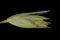 Heath Grass (Danthonia decumbens). Isolated Spikelet Closeup