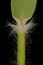 Heath Grass (Danthonia decumbens). Ligule and Leaf Sheath Closeup