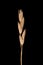 Heath Grass (Danthonia decumbens). Mature Inflorescence Closeup