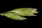 Heath Grass (Danthonia decumbens). Spikelets Closeup