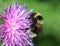 heath humble-bee or small heath bumblebee, Bombus jonellus