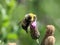 heath humble-bee or small heath bumblebee, Bombus jonellus