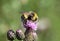 heath humble-bee or small heath bumblebee, Bombus jonellus