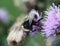 heath humble-bee or small heath bumblebee, Bombus jonellus