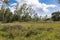 Heath land. Hoge Kempen National Park. Belgium