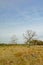 Heath landscape with bare and spruce trees