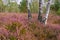 Heath landscape with flowering Heather