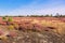 Heath landscape with flowering Heather