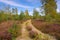 Heath landscape with flowering Heather and path