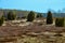 Heath landscape with juniper bushes in Northern Germany