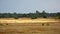 Heath landscape with sand and trees at Hoge Veluwe, Netherlands