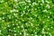 Heath pearlwort lawn or Sagina subulata