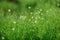 Heath pearlwort lawn Sagina subulata grown at greenhouse, close-up view