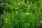 Heath pearlwort lawn Sagina subulata grown at greenhouse, close-up view