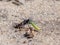 Heath Sand Wasp Ammophila pubescens with larva prey