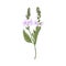 Heath speedwell flower. Botanical drawing of Veronica officinalis. Realistic wild floral plant. Field herb in retro