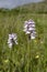 Heath Spotted Orchid