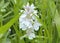The Heath Spotted Orchid - Dactyloriza Maculata