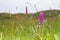 Heath spotted-orchid and lighthouse