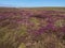 Heath on the wild Atlantic coast in Bretagne