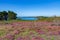 Heather in bloom on the moor