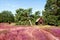 Heather blossom in the nature park Lueneburger Heide, Germany