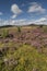 Heather on the Braes of Abernethy in Scotland.