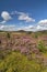 Heather on the Braes of Abernethy in Scotland.